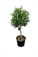 olea europea minicopa, stam, h 120 cm, p 28 cm - afbeelding 2