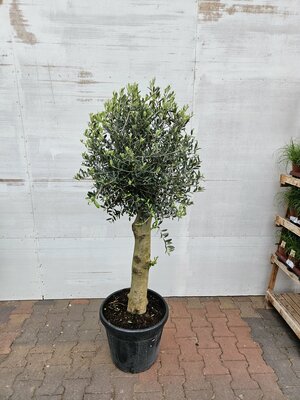 olea europea zwaar kroon h150 p35 - afbeelding 1
