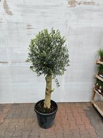 olea europea zwaar kroon h150 p35
