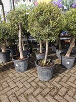 olea europea zwaar kroon h150 p35 - afbeelding 2