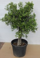 Olijfboom,Olea europaea, h140 cm, pot 70 cm, olijf - afbeelding 5