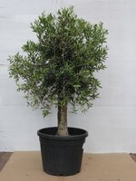 Olijfboom, Olea europaea, h210 cm, pot 65 cm, olijf - afbeelding 3