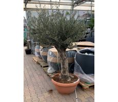 Olijfboom, Olea europaea, h210 cm, pot 65 cm, olijf - afbeelding 2