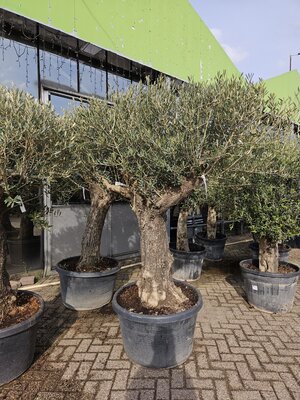 Olijfboom, olea europaea, half stam h230-h250 cm, 150 cm stam, olijf - afbeelding 1