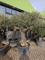 Olijfboom, olea europaea, half stam h230-h250 cm, 150 cm stam, olijf