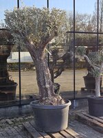 Olijfboom, olea europaea, half stam h230-h250 cm, 150 cm stam, olijf - afbeelding 2