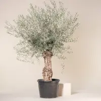 Olijfboom, olea europaea, half stam h230-h250 cm, 150 cm stam, olijf - afbeelding 4