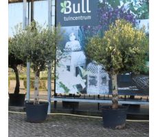 Olijfboom, olea europaea, half stam h230-h250 cm, 150 cm stam, olijf - afbeelding 3