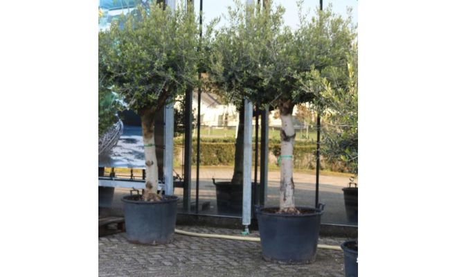 Olijfboom, olea europaea, half stam h240-h260 cm, 150 cm stam, olijf - afbeelding 1