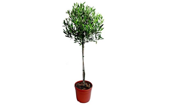 Olijfboom, olea europaea, op stam, pot 19 cm, h 95 cm