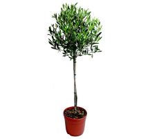 Olijfboom, olea europaea, op stam, pot 19 cm, h 95 cm