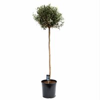 Olijfboom, Olea europaea, pot 24, h 150 cm stam, olijf - afbeelding 2