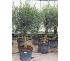 Olijfboom, olea europaea toscana half stam h60-h130, olijf - afbeelding 5