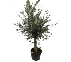 Olijfboom, olea europaea toscana half stam h60-h130, olijf - afbeelding 4