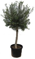 Olijfboom, olea europaea toscana half stam h60-h130, olijf - afbeelding 2