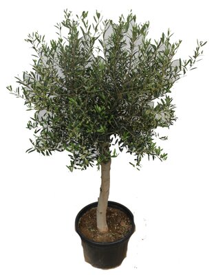 Olijfboom, olea europaea toscana half stam h60-h130, olijf - afbeelding 1
