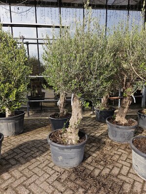 Olijfboom, olea europea, pot 80 cm, h 180 cm, oude stam, doorsnede 16-20 cm - afbeelding 1