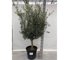 Olijfboom, olea europaea toscana half stam h60-h130, olijf - afbeelding 3