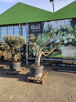 Olijfboom, Olea europea, pon pon, h 190 cm - afbeelding 2