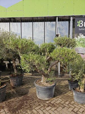 Olijfboom, Olea europea, pon pon, h 190 cm - afbeelding 1