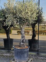 Olijfboom, olea europea, pot 70 cm, h 190 cm, oude stam, doorsnede 20-22 cm