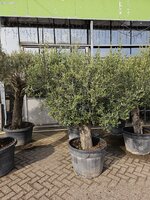Olijfboom, olea europea, pot 70 cm, h 190 cm, oude stam, doorsnede 20-22 cm - afbeelding 2