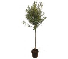 Olijfboom, olea europaea, stam 130 cm, bol 45 cm, p 27 cm - afbeelding 1