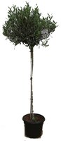Olijfboom, olea europaea, stam 130 cm, bol 45 cm, p 27 cm - afbeelding 8