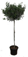 Olijfboom, olea europaea, stam 130 cm, bol 45 cm, p 27 cm - afbeelding 7