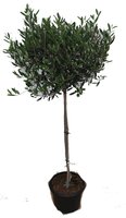 Olijfboom, olea europaea, stam 130 cm, bol 45 cm, p 27 cm - afbeelding 5