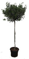 Olijfboom, olea europaea, stam 130 cm, bol 45 cm, p 27 cm - afbeelding 4