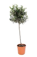 Olijfboom, olea europaea, stam 130 cm, bol 45 cm, p 27 cm - afbeelding 2