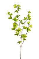 Oost-indische kerstak, 90 cm, groen