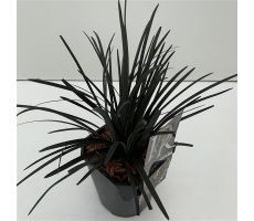 Ophiopogon planiscapus 'Niger' - afbeelding 2