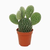 Opuntia microdasys 'Albispina, pot 10,5 cm, h 15 cm