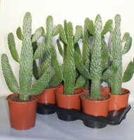 Opuntia, pot 18 cm, h 65 cm