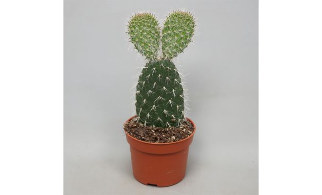 Opuntia vulgaris P10,5