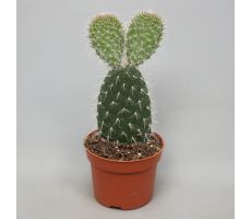 Opuntia vulgaris P10,5