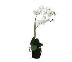 Orchidee pes voet l35b16h62cm wit - afbeelding 2