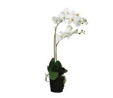 Orchidee pes voet l35b16h62cm wit - afbeelding 1