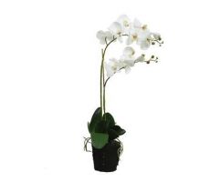 Orchidee pes voet l35b16h62cm wit - afbeelding 3