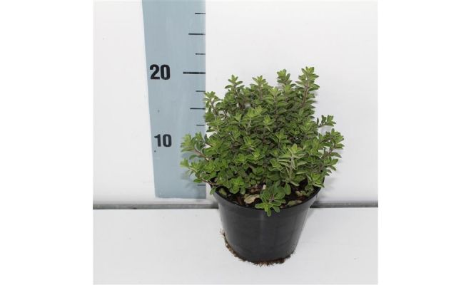 Oregano, Origanum Vulgare