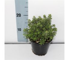 Oregano, Origanum Vulgare