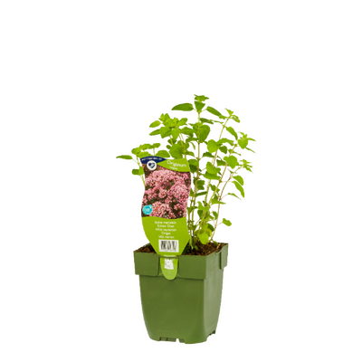 Oregano, Origanum Vulgare, pot 11 cm - afbeelding 1