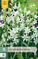 Ornithogalum nutans, 15 stuks