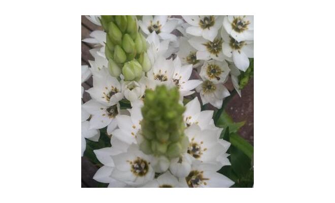 Ornithogalum 'SnowFlake'