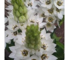 Ornithogalum 'SnowFlake'