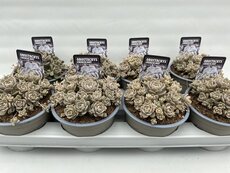 Orostachys Chinese Hat P11