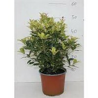 Osmanthus heter. 'Goshiki' pot 17 h 30 cm - afbeelding 2