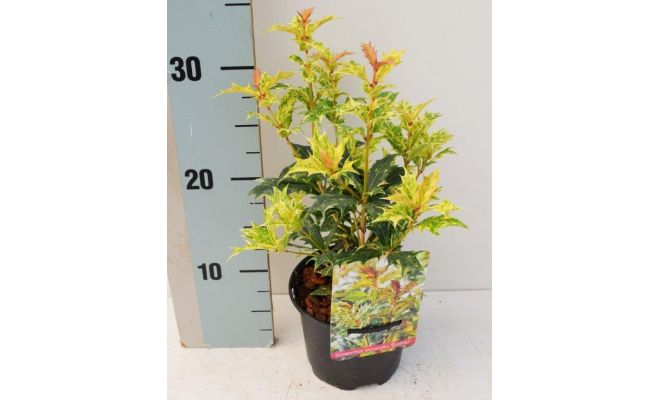 Osmanthus heter. 'Goshiki' pot 17 h 30 cm - afbeelding 1